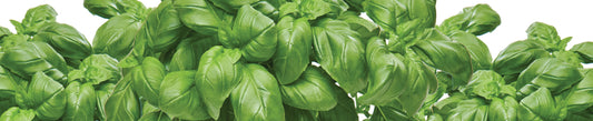 Faites pousser votre basilic en pot