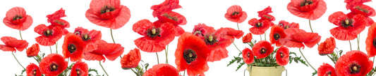 Cultivez vos coquelicots en pot
