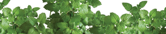 Cultivez votre menthe en pot