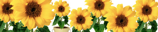 Cultivez vos tournesols en pot