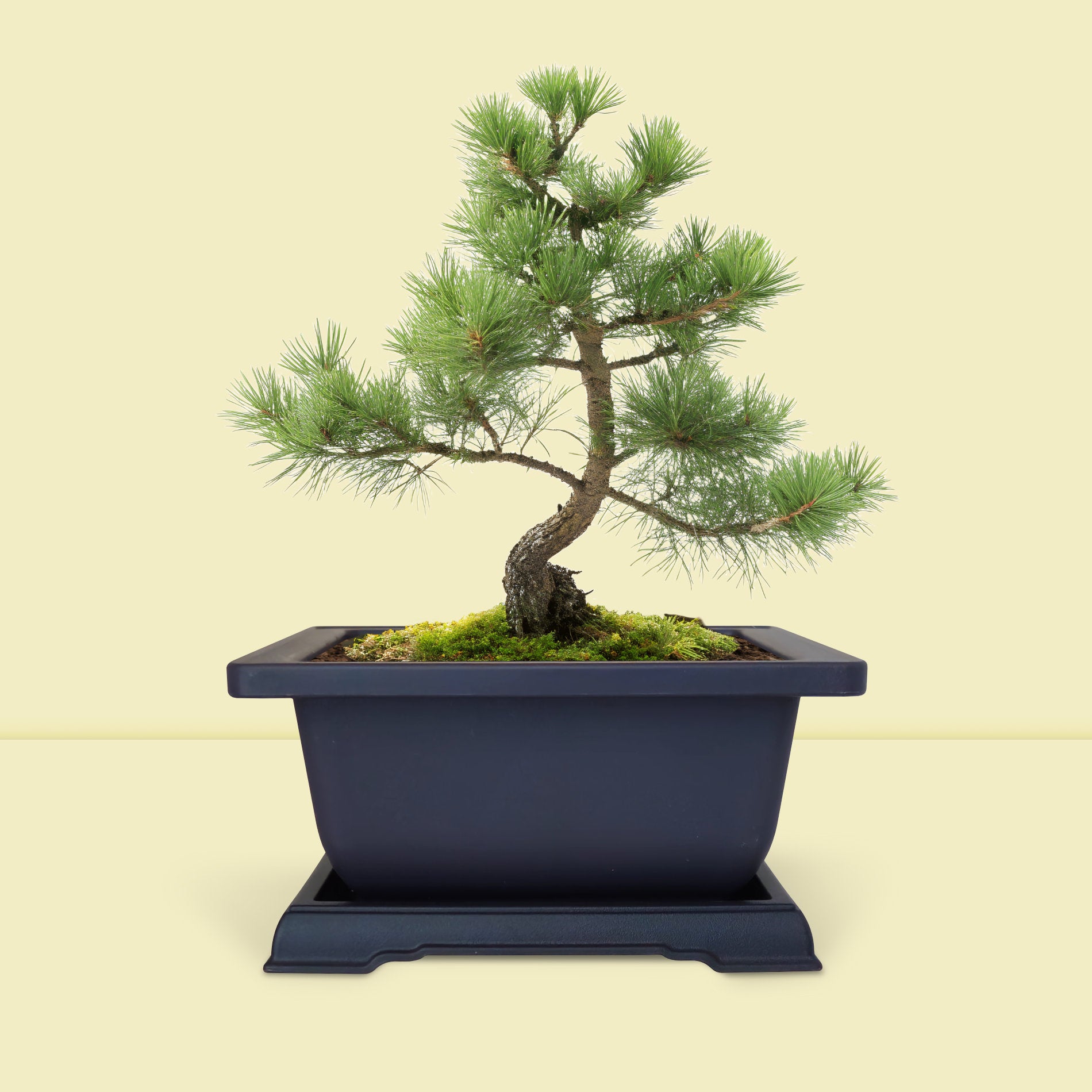 Bonsaï sapin planté dans son pot japonais noir. Kit bonsaï débutant pour déco zen.