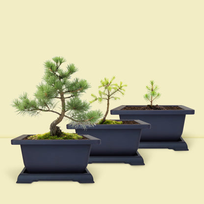 Exemple de croissance du bonsaï sapin après quelques mois. Résultat du kit bonsaï débutant japonais.