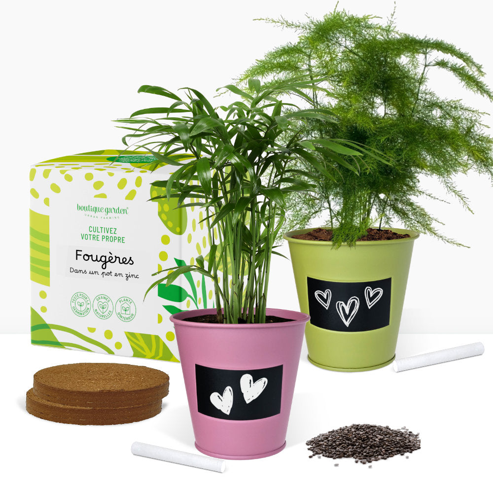 Cadeau Kit jardinage, plantes d’intérieurs, faites pousser votre palmier et votre fougère