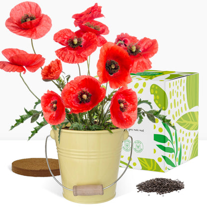 Cadeau Kit jardinage, trio de fleurs, coquelicots, tournesols, cosmos