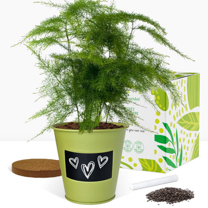 Cadeau Kit jardinage, plantes d’intérieurs, faites pousser votre palmier et votre fougère