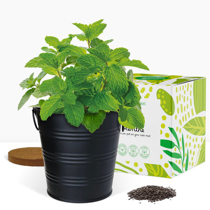 Cadeau kit jardinage, herbes aromatiques basilic romarin et menthe