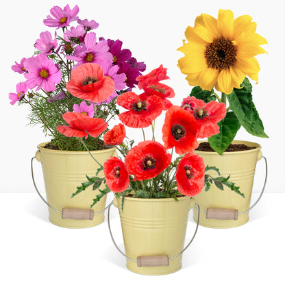 Cadeau Kit jardinage, trio de fleurs, coquelicots, tournesols, cosmos