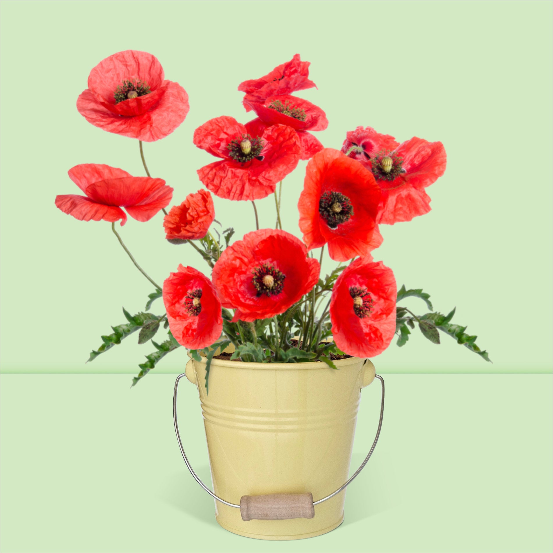 Kit jardinage prêt à pousser coquelicots avec pot zinc vintage avec anse en bois