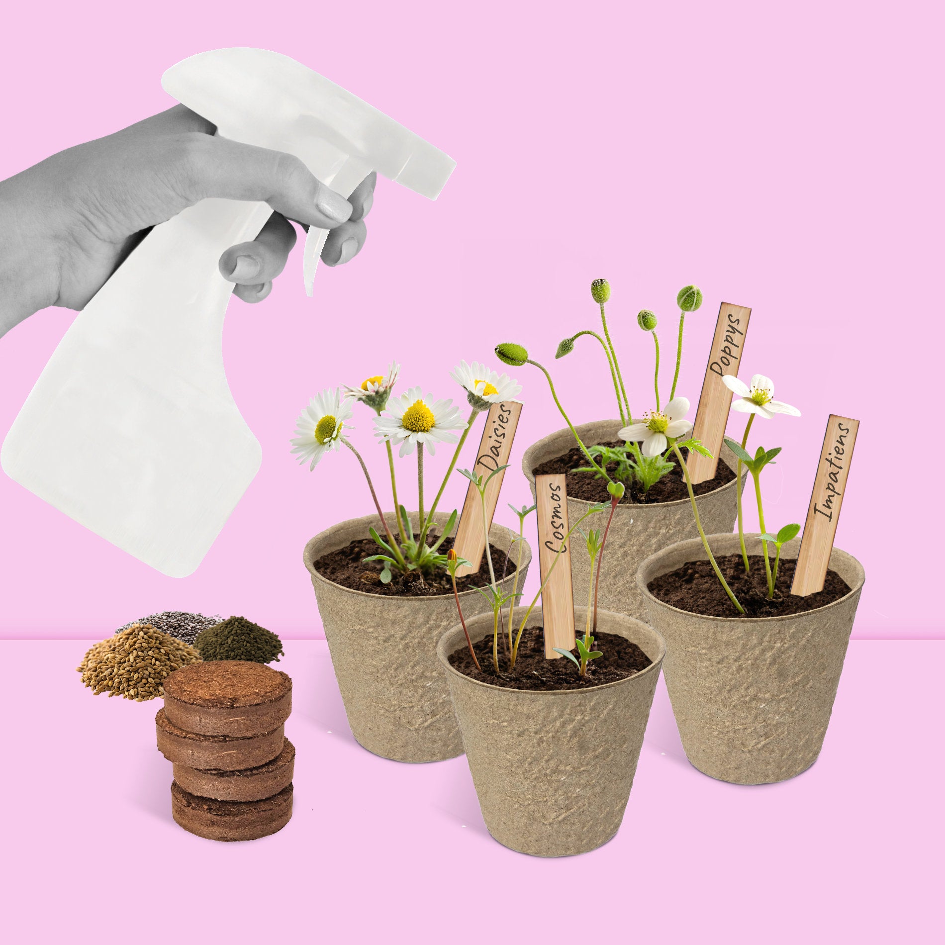 Chez soi : Kit de plantation de fleurs prêt à l'emploi sur une table, pour un jardinage facile à la maison.