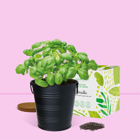 Kit jardinage prêt à pousser herbes aromatiques basilic Boutique Garden avec pot zinc noir mate déco et emballage décoratif cadeau