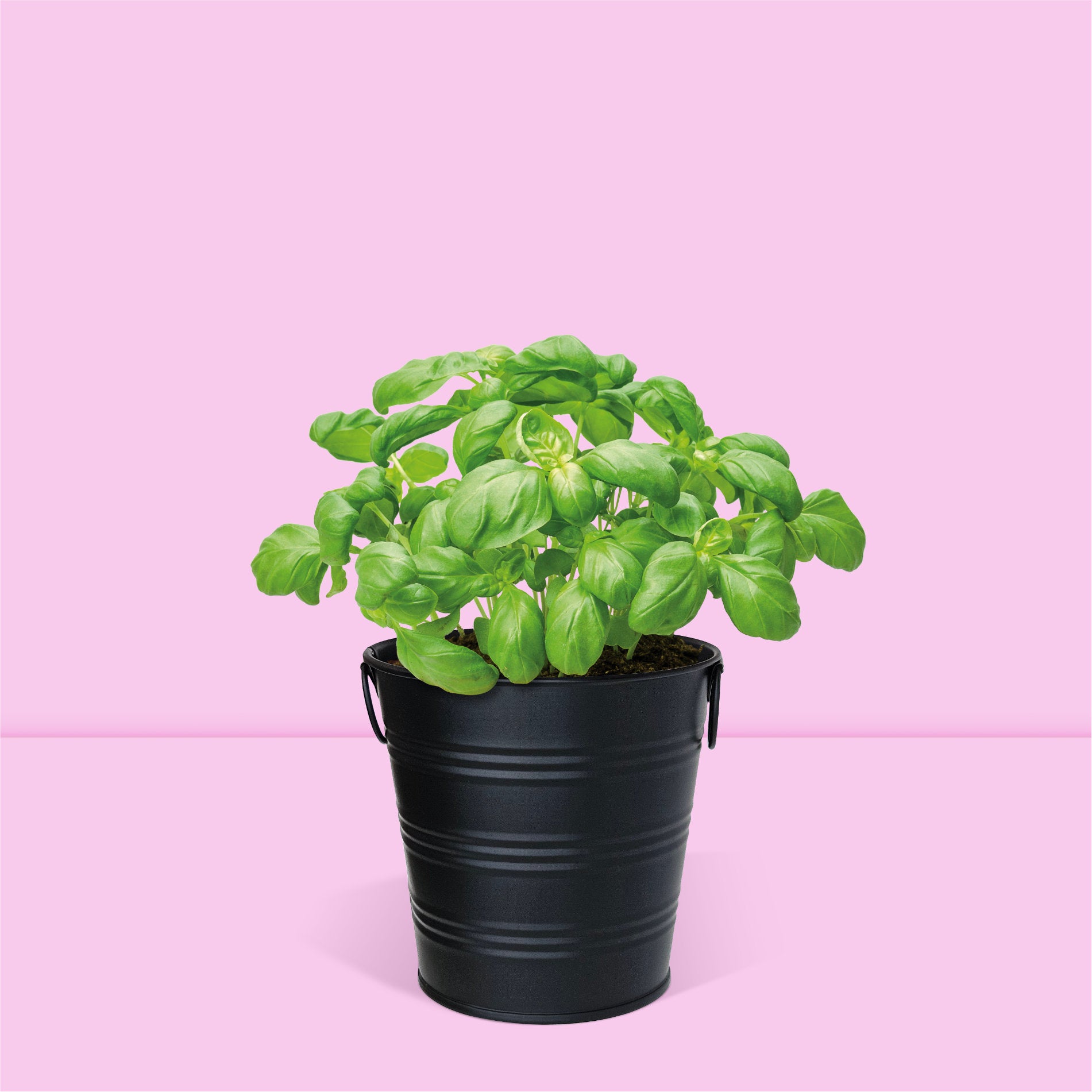 Kit jardinage prêt à pousser herbes aromatiques basilic Boutique Garden avec pot zinc noir mate déco