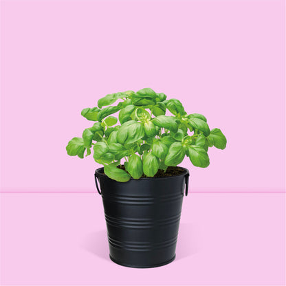 Kit jardinage prêt à pousser herbes aromatiques basilic Boutique Garden avec pot zinc noir mate déco