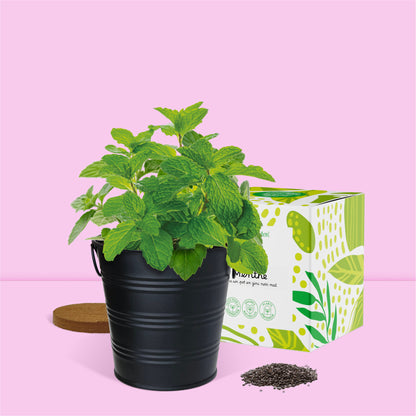 Kit jardinage prêt à pousser herbes aromatiques menthe Boutique Garden avec pot zinc noir mate déco et emballage décoratif cadeau