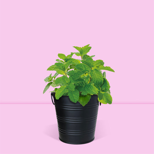 Kit jardinage prêt à pousser herbes aromatiques menthe Boutique Garden avec pot zinc noir mate déco