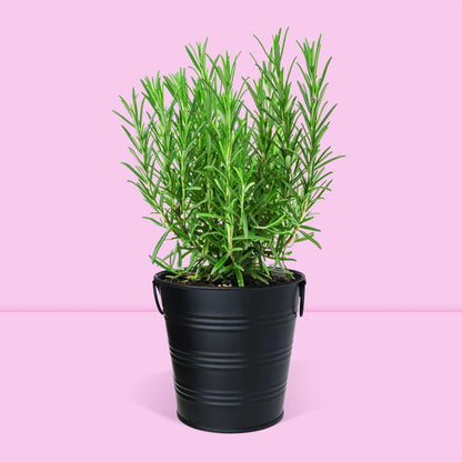 Kit jardinage prêt à pousser herbes aromatiques romarin Boutique Garden avec pot zinc noir mate déco