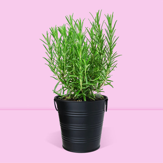 Kit jardinage prêt à pousser herbes aromatiques romarin Boutique Garden avec pot zinc noir mate déco