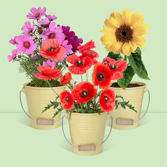 Kit jardinage prêt à pousser fleurs coquelicots tournesols cosmos en pot zinc