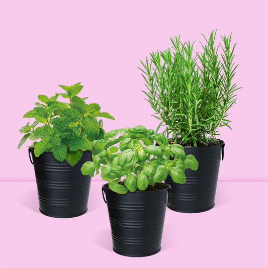 Kit jardinage prêt à pousser herbes aromatiques basilic romarin et menthe en pot zinc