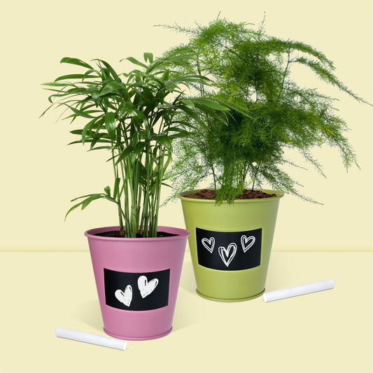  Kit jardinage prêt à pousser plantes d’intérieurs palmier et fougère en pot zinc