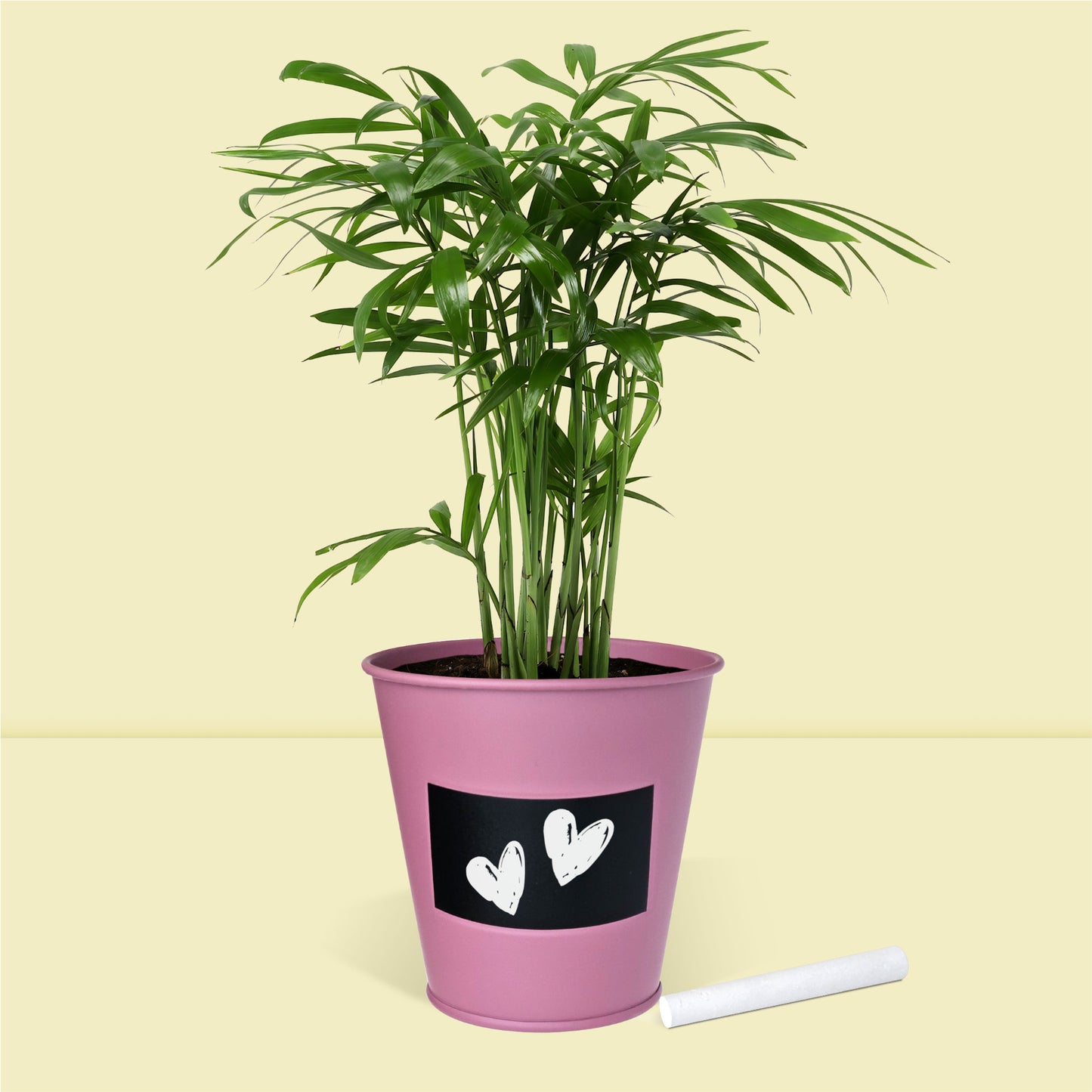 Kit jardinage palmier d’intérieur - élégant et facile à cultiver