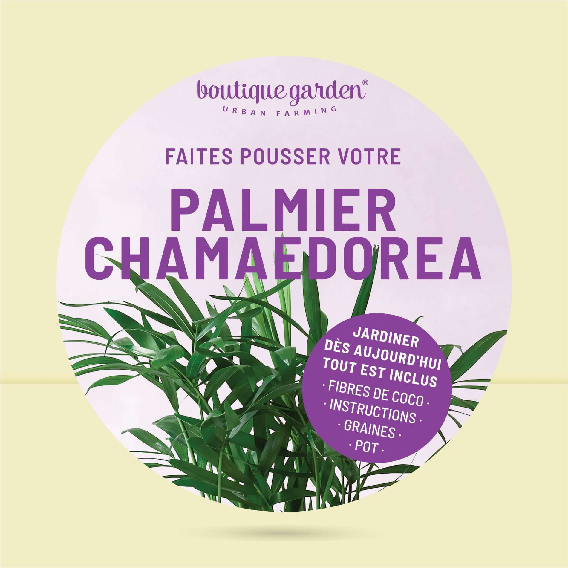 Coffret palmier prêt à pousser pour une touche exotique à la maison