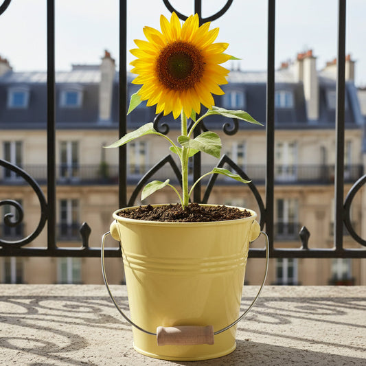 Tournesol prêt à pousser pot zinc jaune idée cadeau lumineuse