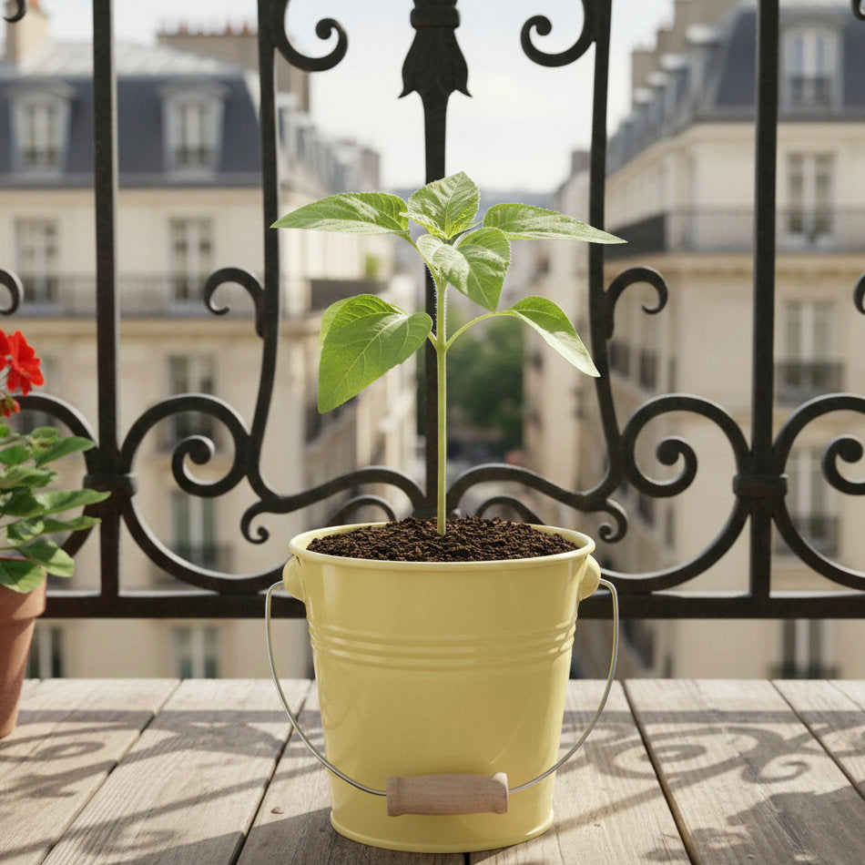 Tournesol prêt à pousser pot zinc jaune idée cadeau lumineuse