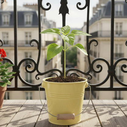 Tournesol prêt à pousser pot zinc jaune idée cadeau lumineuse
