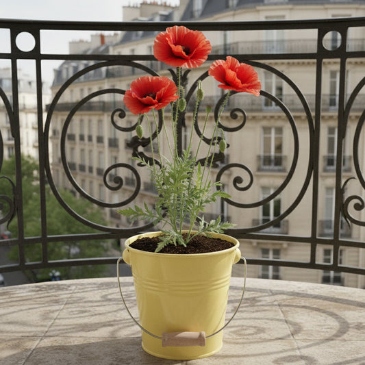 Kit coquelicots à semer avec pot zinc jaune décoratif